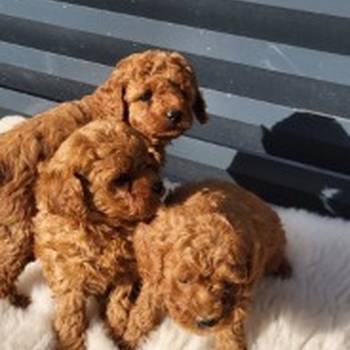 Crvene pudle, štenci