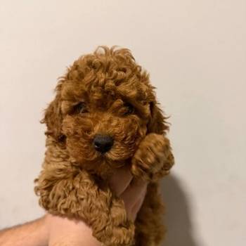 Prodaja pomeranaca i pudli