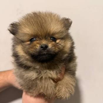 Prodaja pomeranaca i pudli