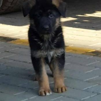 Nemacki ovcar stenad