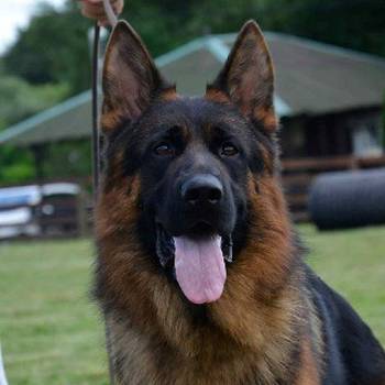 Nemacki ovcar stenad