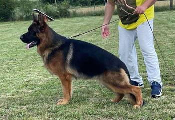 Nemacki ovcar stenad