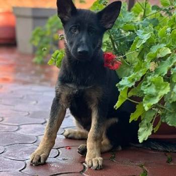 Radni nemački ovčari