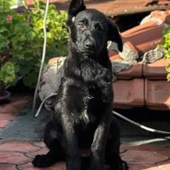 Radni nemački ovčari