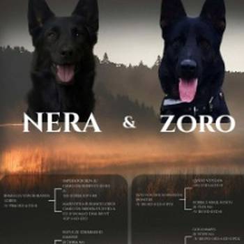 Radni nemački ovčari