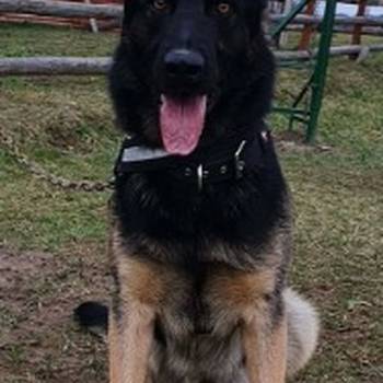 Radni nemački ovčari