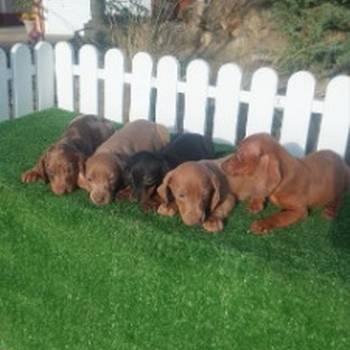 Patuljasti jazavicari