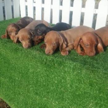 Patuljasti jazavicari