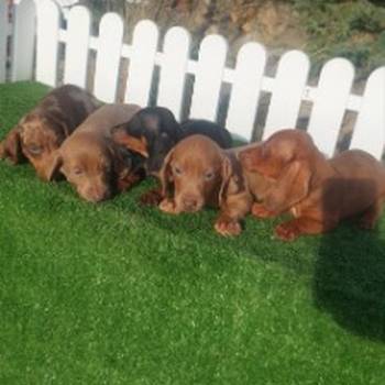 Patuljasti jazavicari