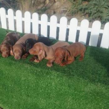 Patuljasti jazavicari