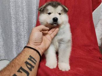 Aljaski malamut štenci