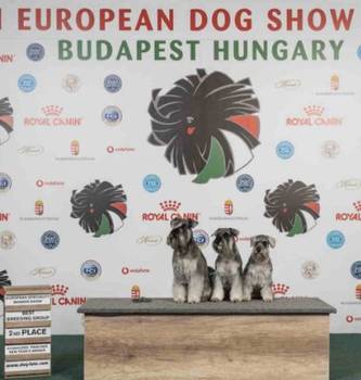 Patuljasti šnauceri biber so