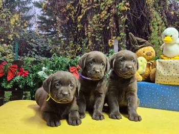 Izuzetna čokoladna štenad Labrador retrivera