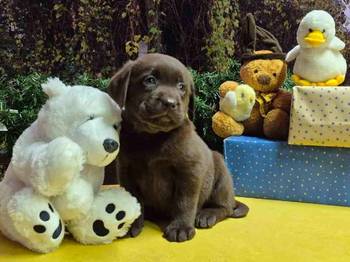 Izuzetna čokoladna štenad Labrador retrivera