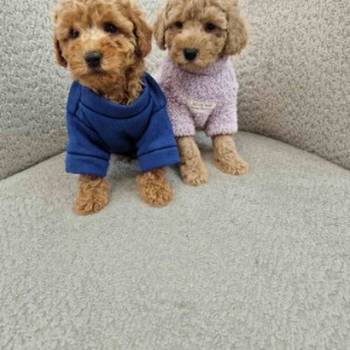 Pudle toy bata i seka