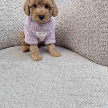 Pudle toy bata i seka