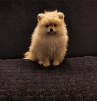 Štenci pomeranskog špica