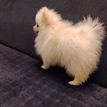 Štenci pomeranskog špica