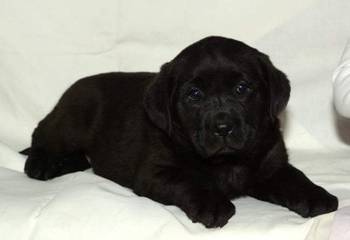 Labrador štenci, žute i crne boje