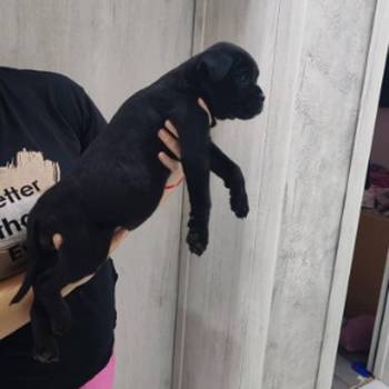 Na prodaju stenad Cane Corso