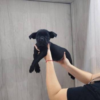 Na prodaju stenad Cane Corso