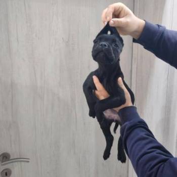 Na prodaju stenad Cane Corso