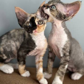 Prodajem devon rex mace