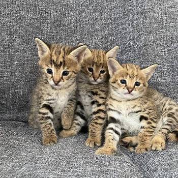 Serval mačke dostupne