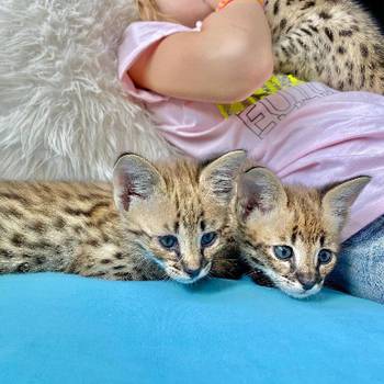 Serval mačke dostupne