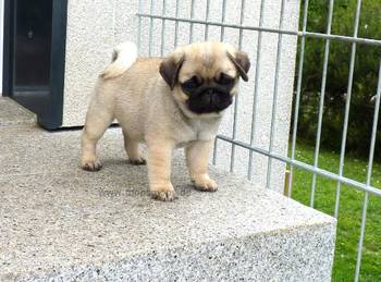 Dostupni štenci mopsa