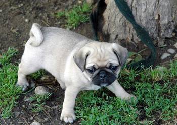 Dostupni štenci mopsa