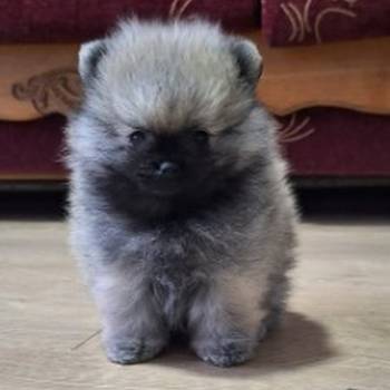 Pomeranski špic - Boo