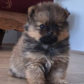 Pomeranski špic - Boo