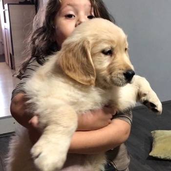 Zlatni retriver 3nnn