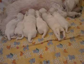 Na prodaju stenci mesanci maltezera i patuljastog spica