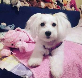 Na prodaju stenci mesanci maltezera i patuljastog spica