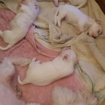 Na prodaju stenci mesanci maltezera i patuljastog spica