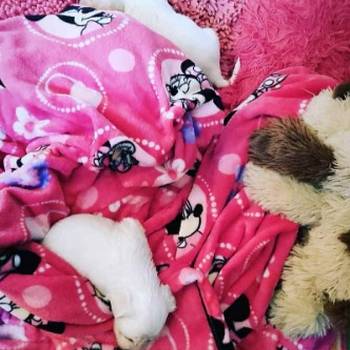 Na prodaju stenci mesanci maltezera i patuljastog spica