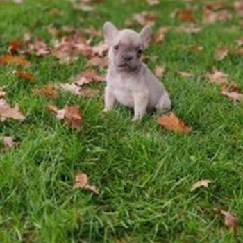 Francuski buldog štenci egzotičnih boja
