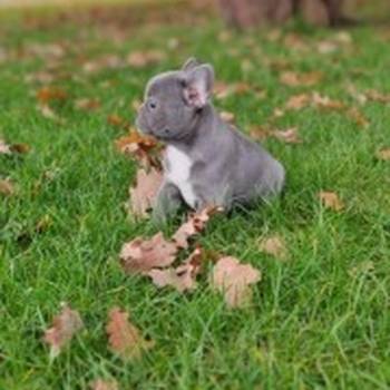 Francuski buldog štenci egzotičnih boja