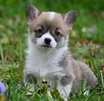 Velški korgi Welsh Corgi Pembroke