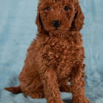 Crvena Toy / Patuljasta Pudla