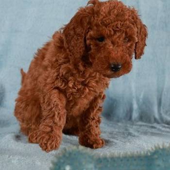 Crvena Toy / Patuljasta Pudla