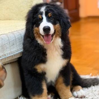 Na prodaju stenci bernskog planinskog psa, odlicnog kvaliteta