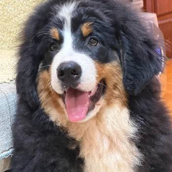 Na prodaju stenci bernskog planinskog psa, odlicnog kvaliteta