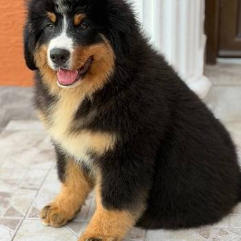 Na prodaju stenci bernskog planinskog psa, odlicnog kvaliteta