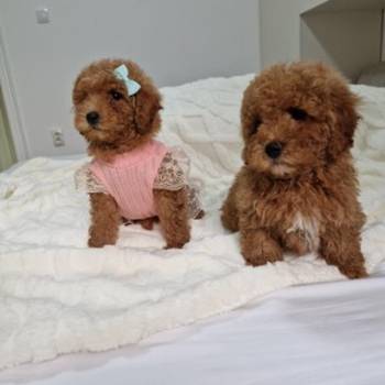 Preslatke crvene pudle, spremne za preuzimanje