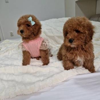 Preslatke crvene pudle, spremne za preuzimanje