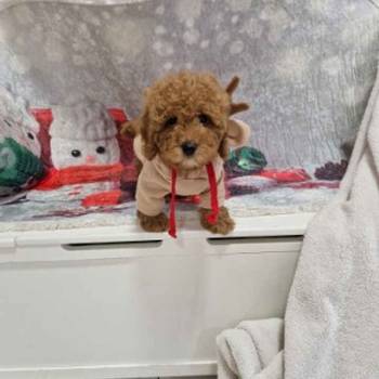 Crvene toy pudle spremne za preuzimanje