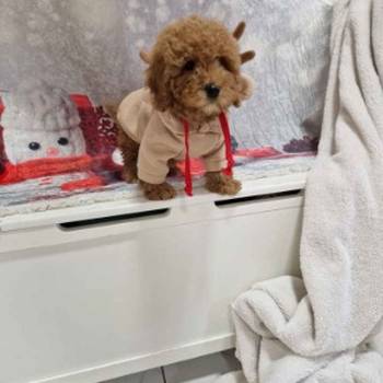 Crvene toy pudle spremne za preuzimanje